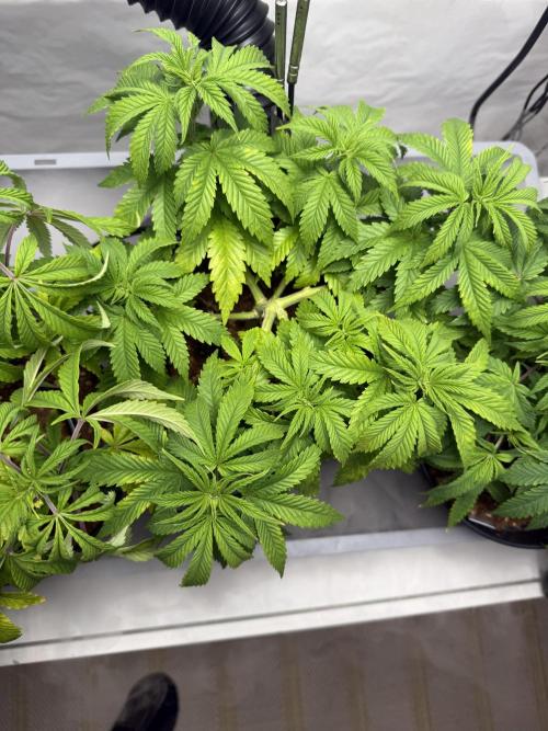 Amnesia - Super Strains. Week 7