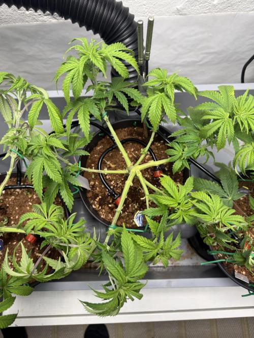 Amnesia - Super Strains. Week 7