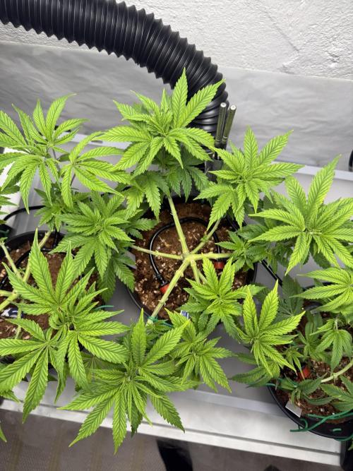 Amnesia - Super Strains. Week 7