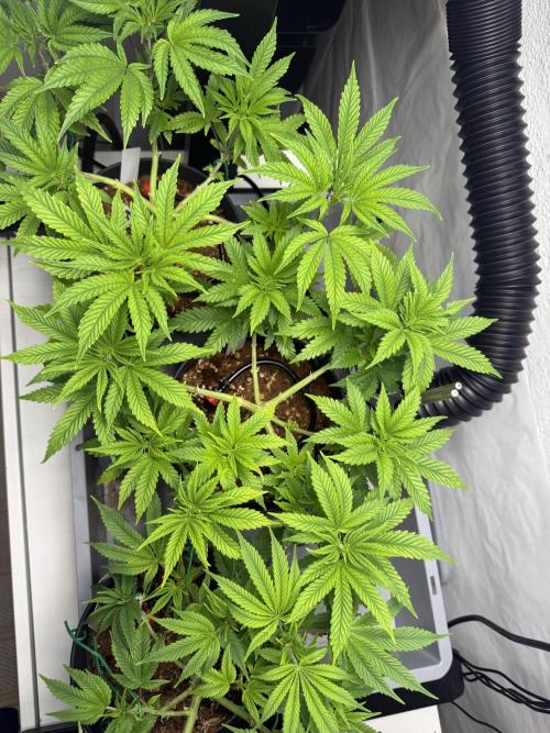 Amnesia - Super Strains. Week 8