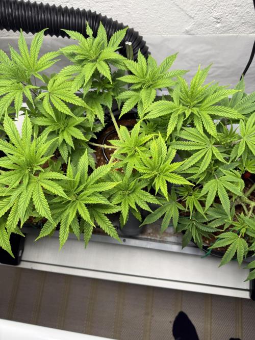 Amnesia - Super Strains. Week 8