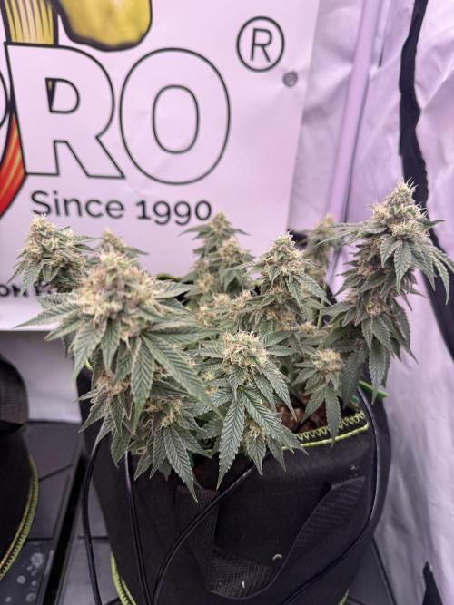 Purple Punch - Super Strains. Week 16