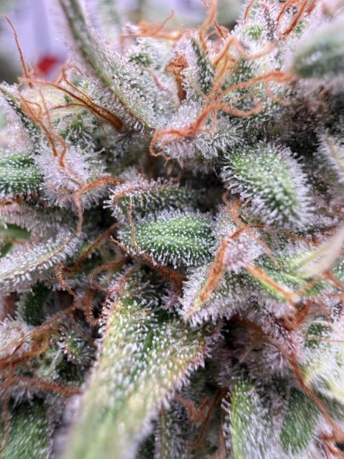 Purple Punch - Super Strains. Week 17
