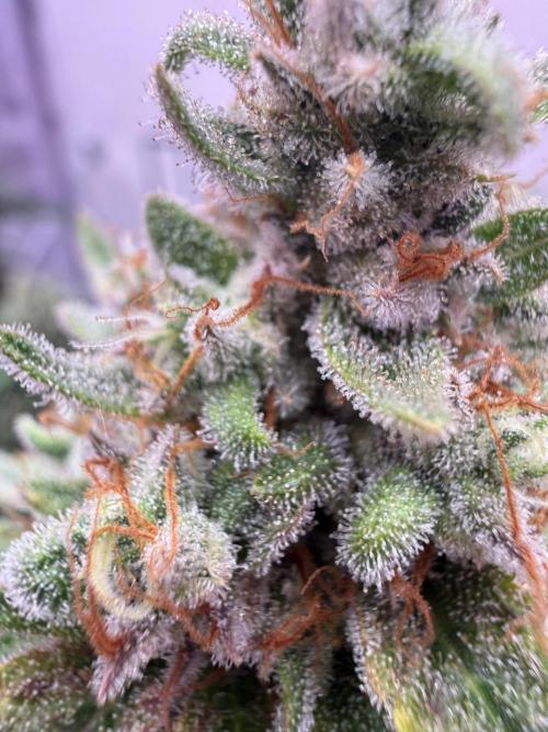 Purple Punch - Super Strains. Week 17