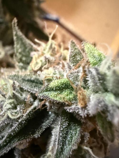 Purple Punch - Super Strains. Week 17
