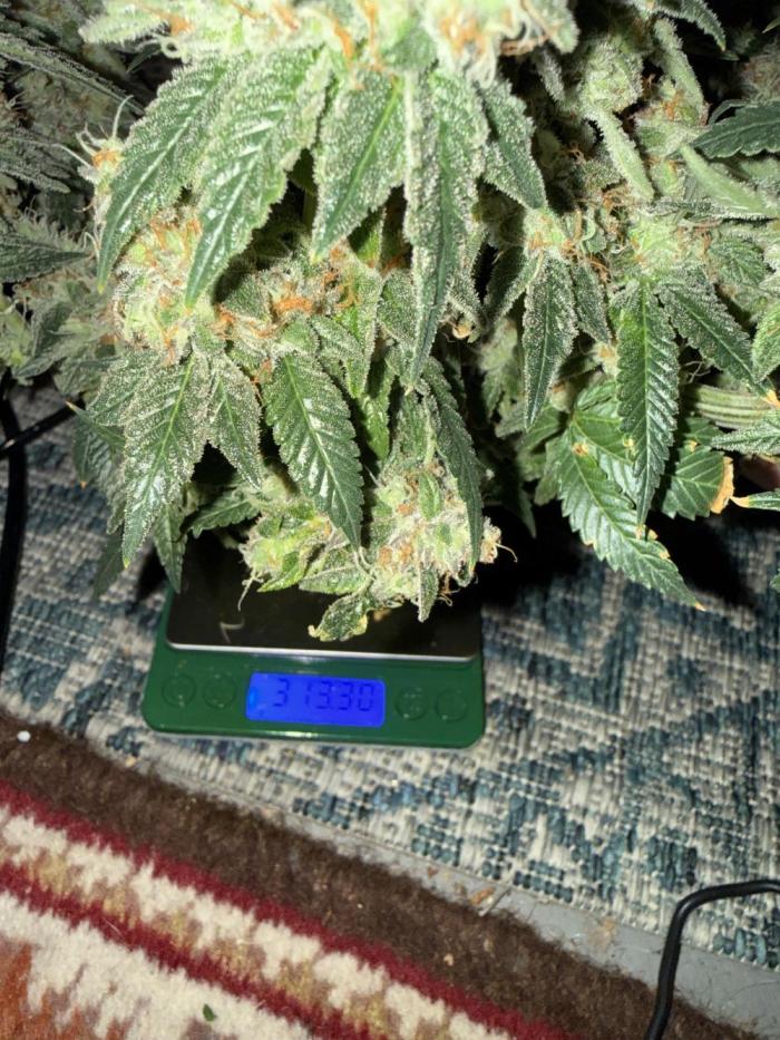 Purple Punch - Super Strains. Week 18