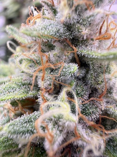 Apple Gelato - Super Strains. Week 17