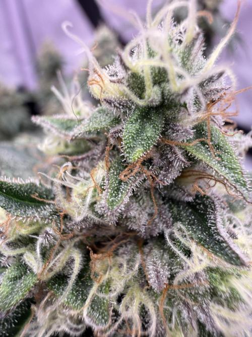 Apple Gelato - Super Strains. Week 17