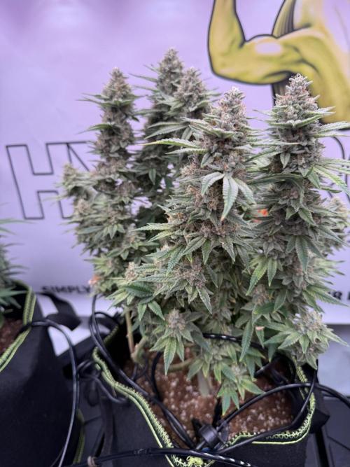 Apple Gelato - Super Strains. Week 17