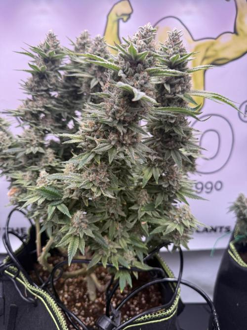 Apple Gelato - Super Strains. Week 17