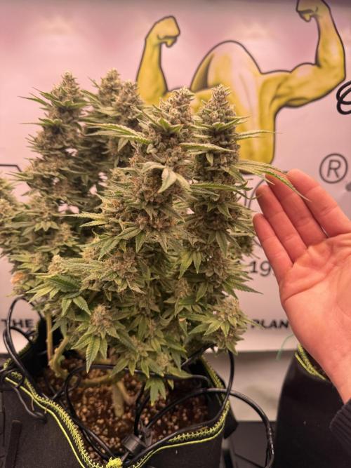 Apple Gelato - Super Strains. Week 18