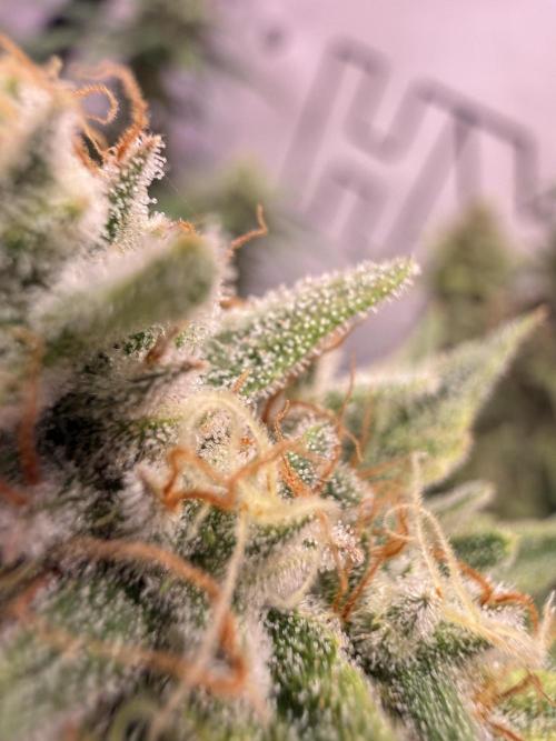 Apple Gelato - Super Strains. Week 18