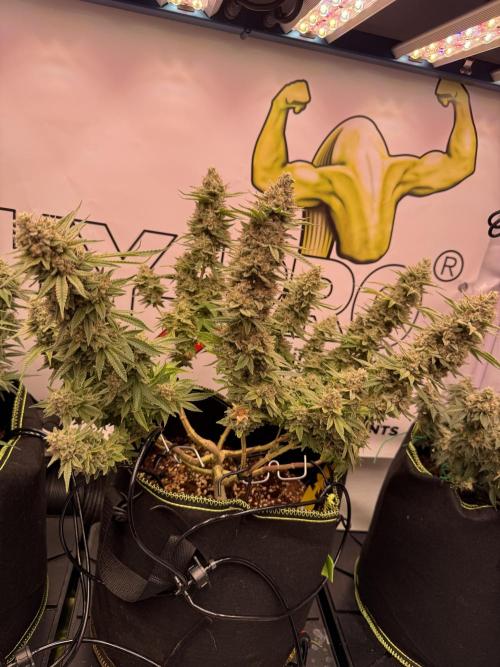 Apple Gelato - Super Strains. Week 18