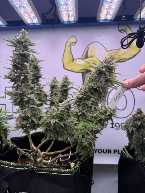 Apple Gelato - Super Strains. Week 18