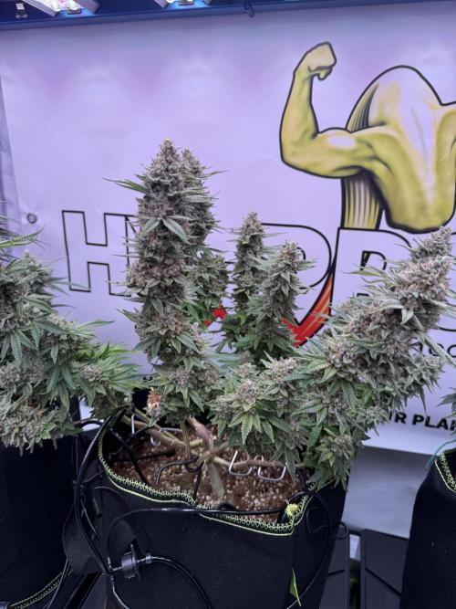 Apple Gelato - Super Strains. Week 19
