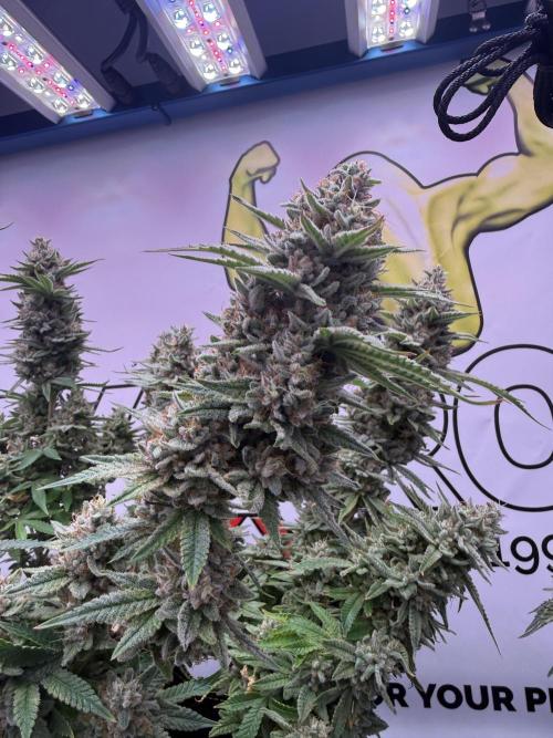 Apple Gelato - Super Strains. Week 19