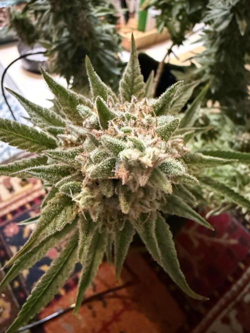 Apple Gelato - Super Strains. Week 20