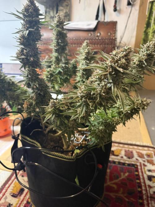 Apple Gelato - Super Strains. Week 20