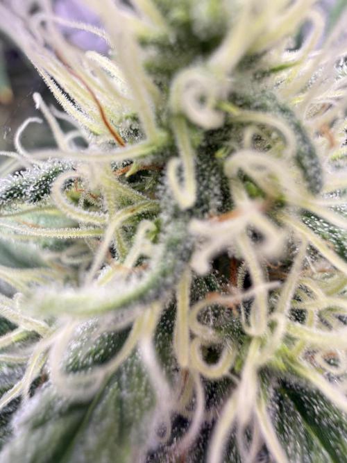 Black Domina - Superstrainseeds. Week 17