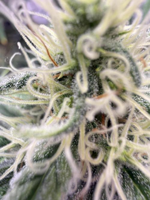 Black Domina - Superstrainseeds. Week 17