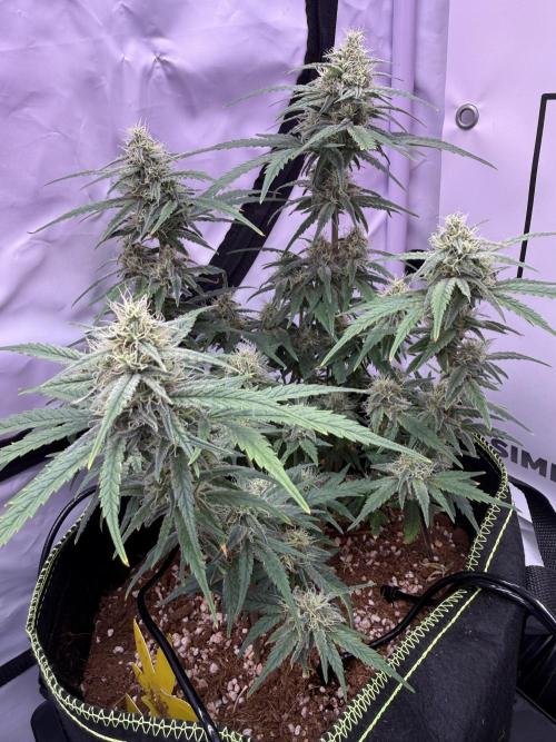 Black Domina - Superstrainseeds. Week 17