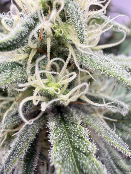 Black Domina - Superstrainseeds. Week 17