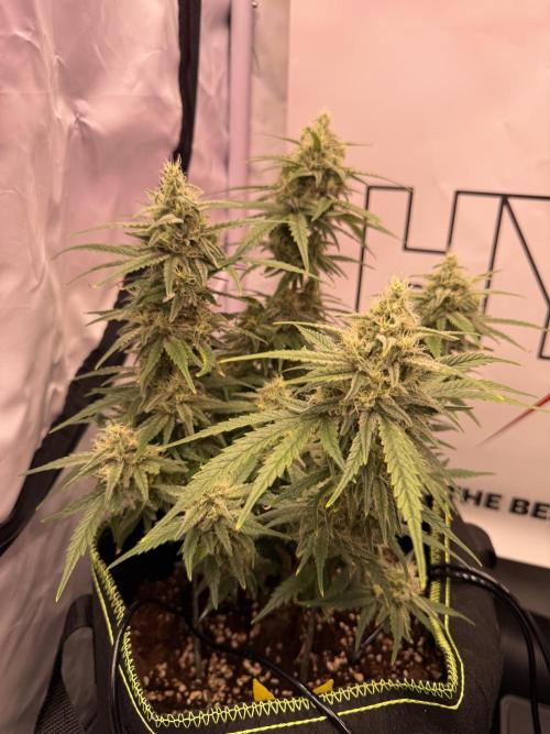 Black Domina - Superstrainseeds. Week 17
