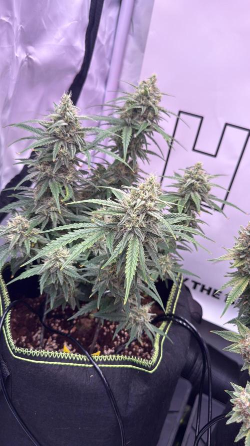 Black Domina - Superstrainseeds. Week 18