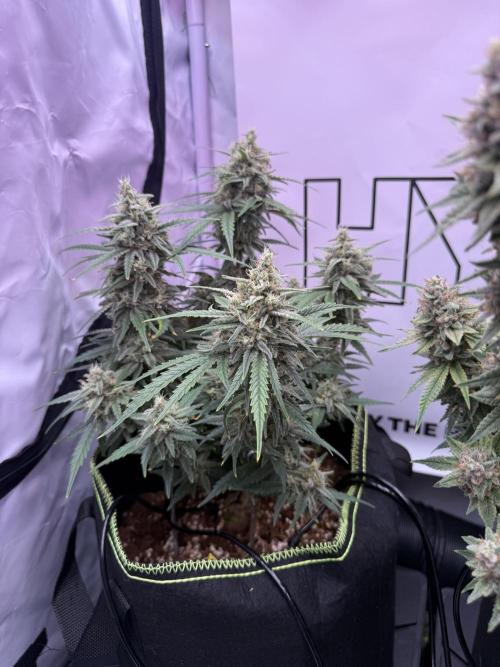 Black Domina - Superstrainseeds. Week 18