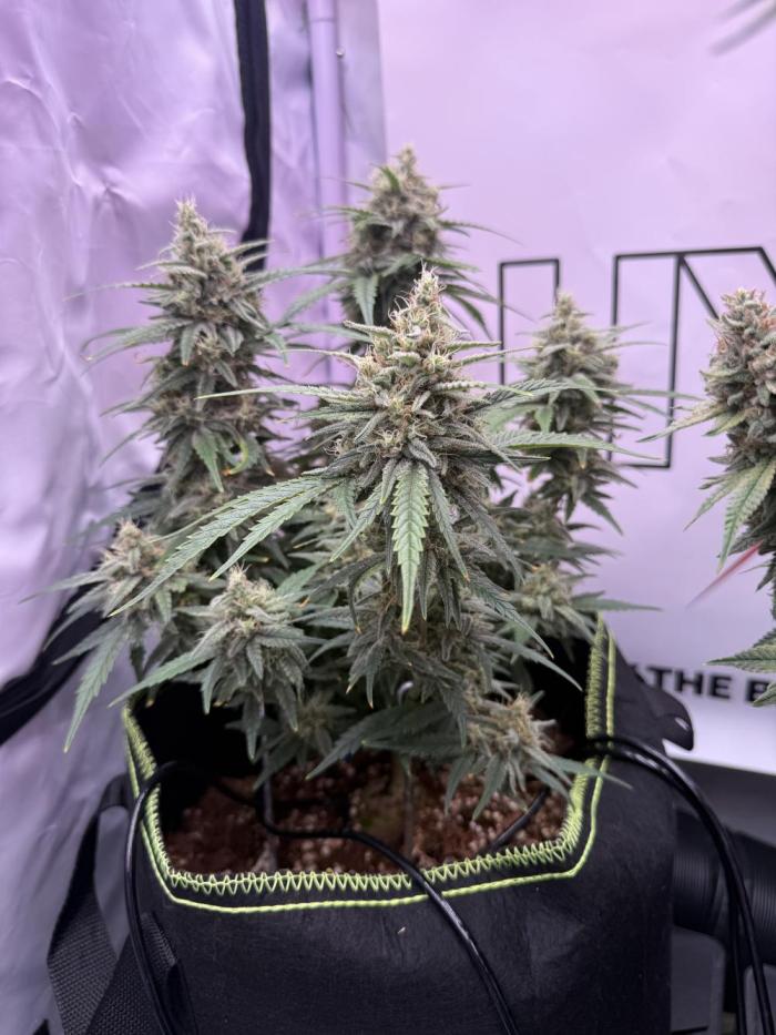 Black Domina - Superstrainseeds. Week 19