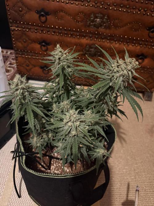 Black Domina - Superstrainseeds. Week 20