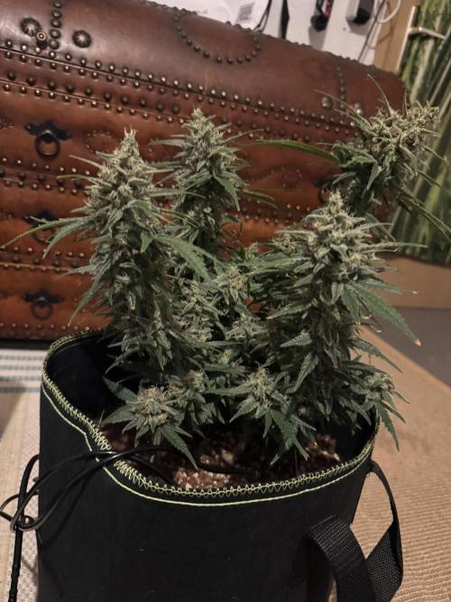 Black Domina - Superstrainseeds. Week 20