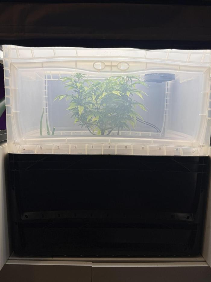 Amnesia - Super Strains. Week 9