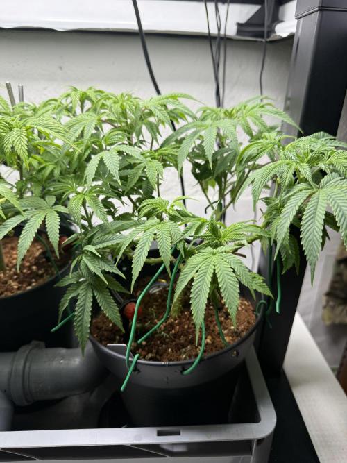 Hermana de la Noche - Super Strains. Week 9