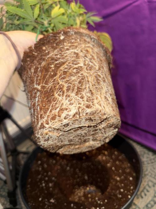 Hermana de la Noche - Super Strains. Week 9