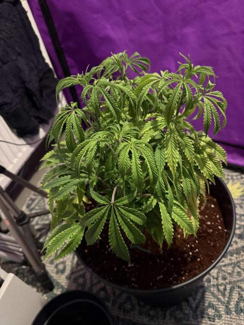 Hermana de la Noche - Super Strains. Week 9