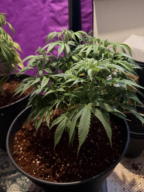 Hermana de la Noche. Week 9