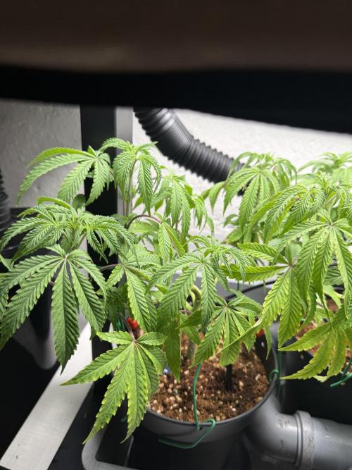 Wedding Cake - Super Strains. Week 9