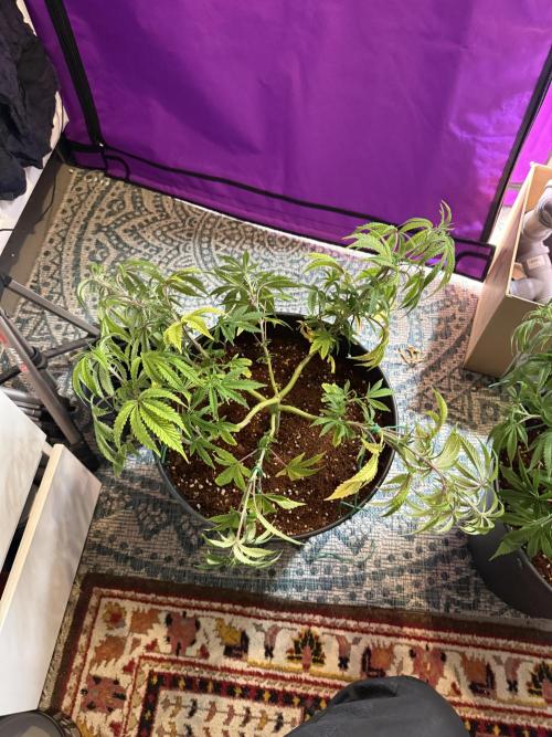 Wedding Cake - Super Strains. Week 9