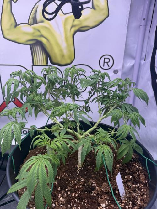 Hermana de la Noche - Super Strains. Week 10