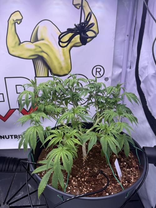 Hermana de la Noche. Week 10