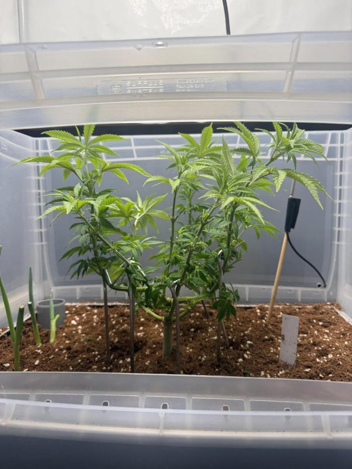 Amnesia - Super Strains. Week 10