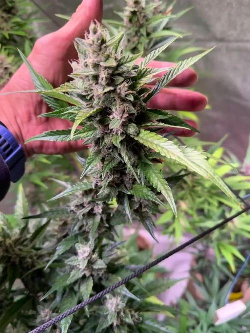 Papaya Cookies Auto