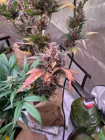 Papaya Cookies Auto
