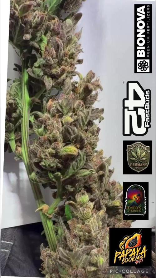 Papaya Cookies Auto
