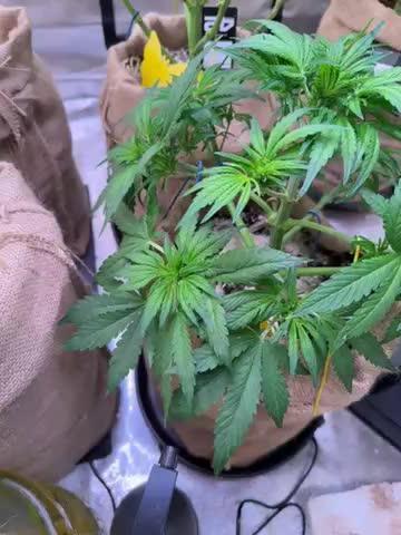 420 FastBuds Seedtest