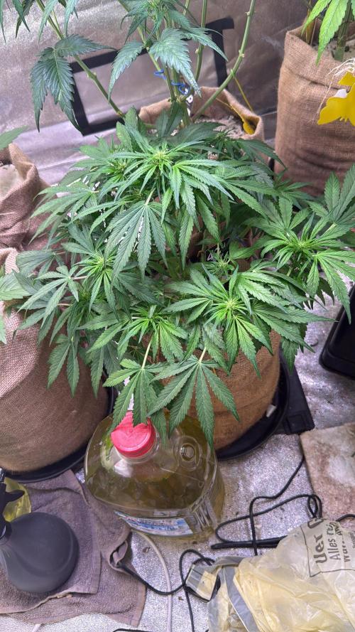 420 FastBuds Seedtest. Week 7 - Tag 44. Frostbanger