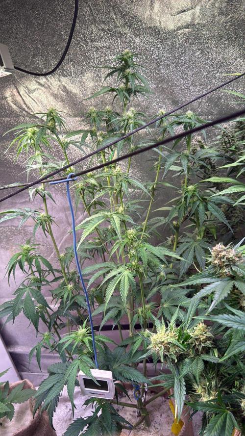 420 FastBuds Seedtest. Week 7 - Tag 44. Guava