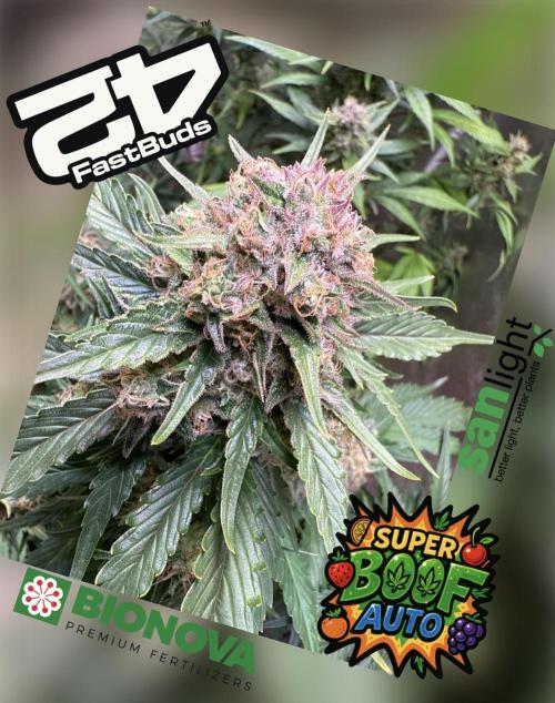 420 Fast Buds. Week 10