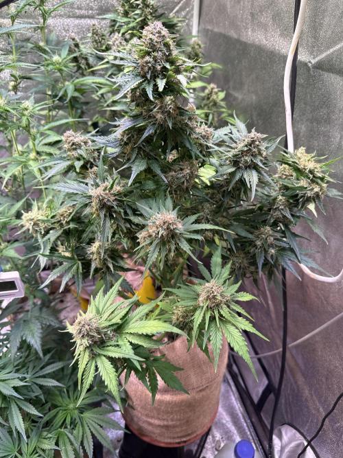 420 Fast Buds. Week 10 - Tag 66.Boof